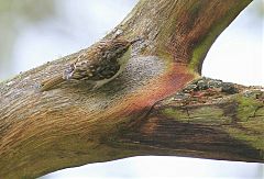 Eurasian Treecreeper